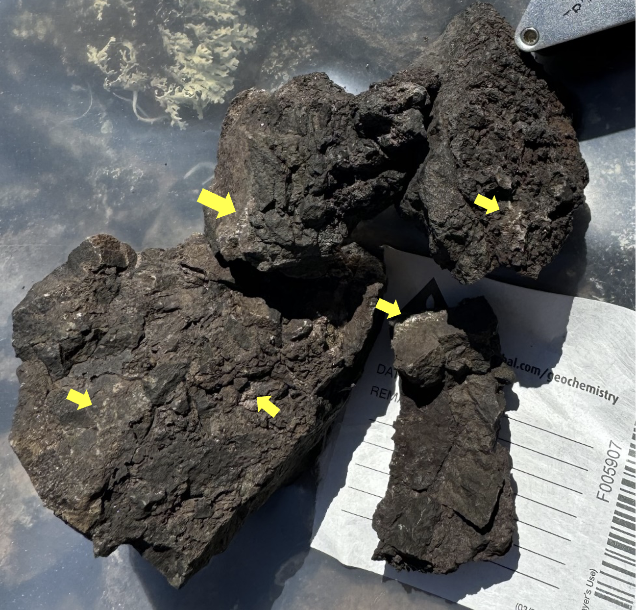 Photograph of sample F005907 which returned 7.54% Ag from the Spud Silver occurrence. Silver present within the chlorite altered host rock and within the breccia cement phase alongside calcite. Yellow arrows point to visible native silver.